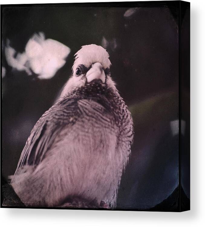 Bird Canvas Print featuring the photograph The Godfeather by Lisa Burbach