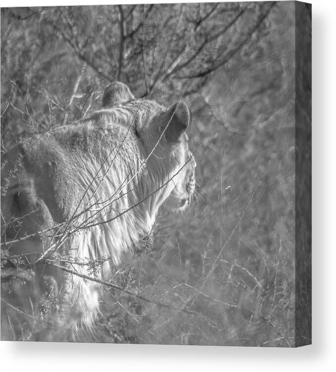 Arizona Canvas Print featuring the photograph The Hunter by Darrell Foster