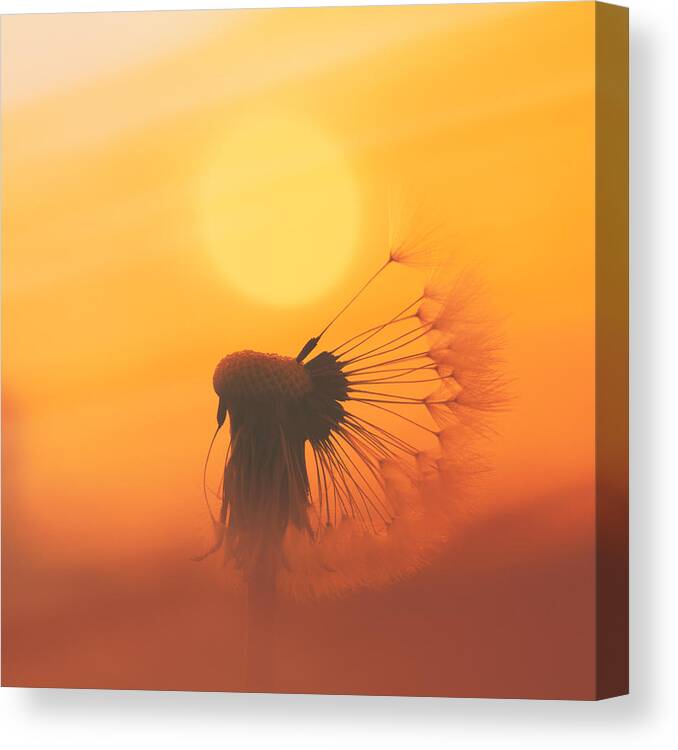 Sun Canvas Print featuring the photograph The Sun by Jaroslav Buna