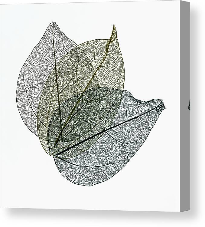 Leaves Canvas Print featuring the photograph Three Overlapping Skeleton Leaves On White by Gary Slawsky