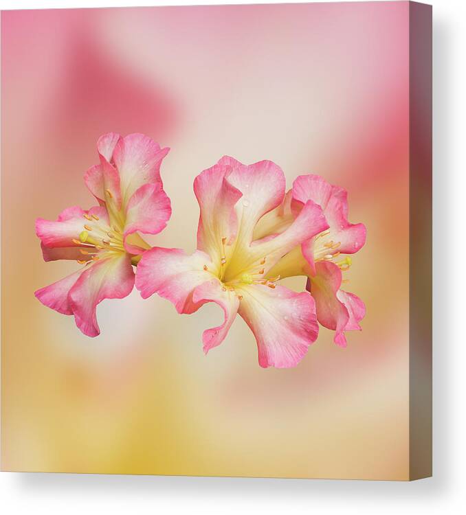 Pink Canvas Print featuring the photograph Three Pinks by Lynn Davis