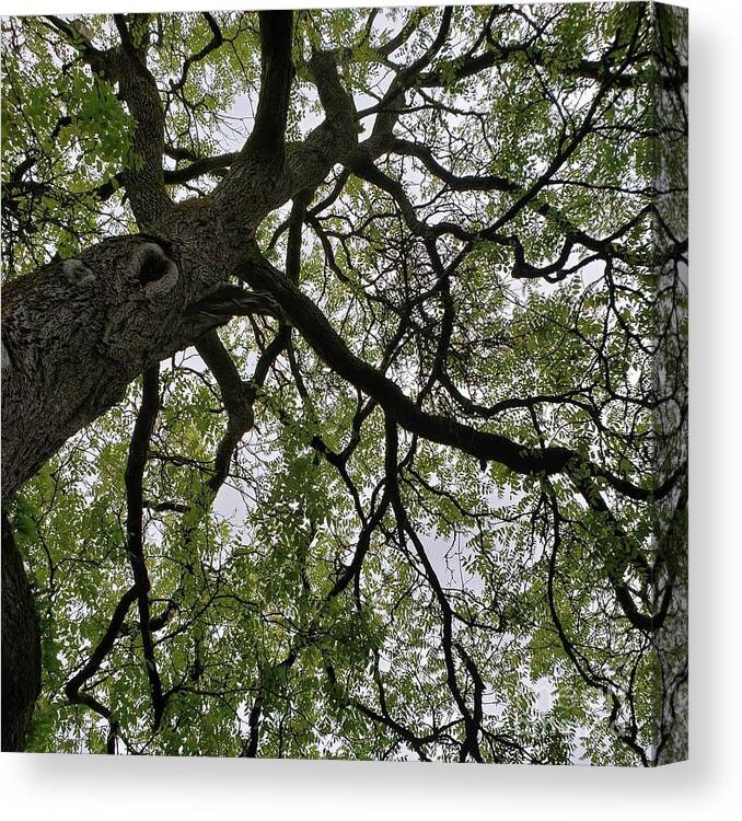 Tree Canvas Print featuring the photograph Tree - Ireland by Anita Adams