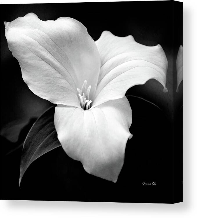 Trillium Flower Canvas Print featuring the photograph Trillium Black and White by Christina Rollo
