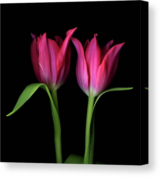 Two Objects Canvas Print featuring the photograph Tulips Flower by Photograph By Magda Indigo