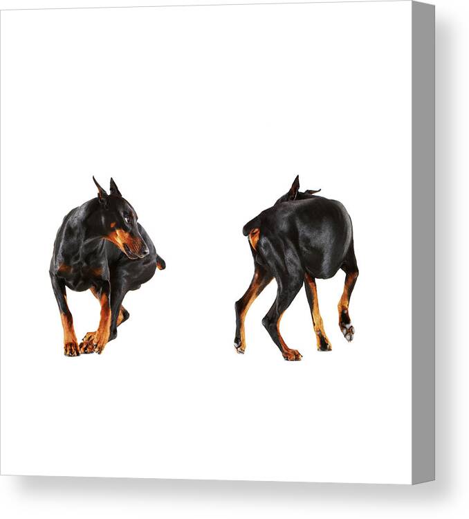 Pets Canvas Print featuring the photograph Two Dobermans Looking At Each Other by Thomas Northcut
