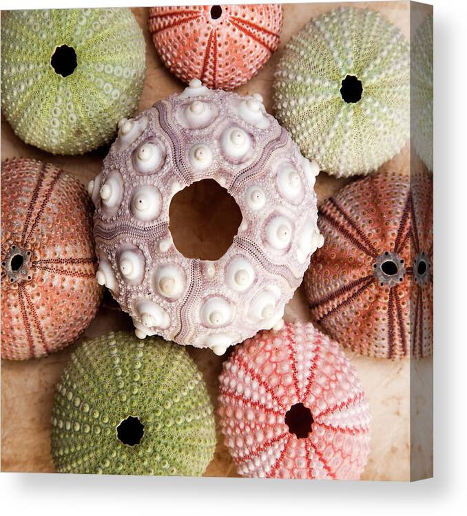 Sea Urchin Canvas Print featuring the photograph Urchin Square by Alex Bramwell