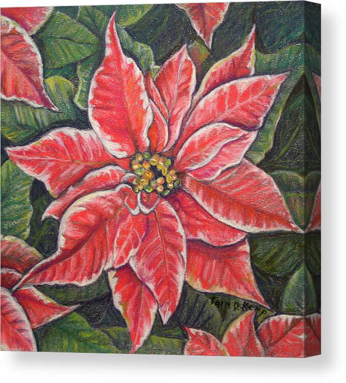 Variegated Canvas Print featuring the painting Variegated Poinsettia by Tara D Kemp