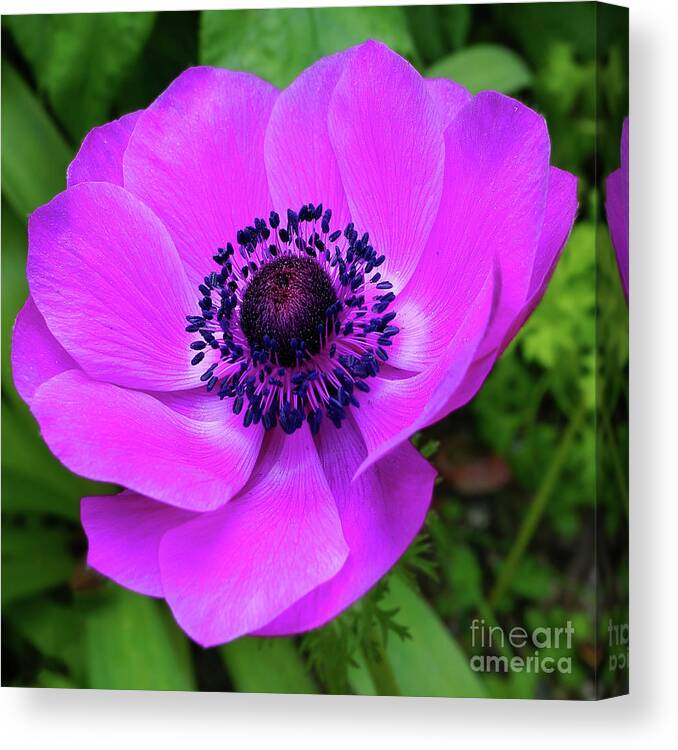 Flower Canvas Print featuring the photograph Vibrant Fuschia Anemone by Sue Melvin
