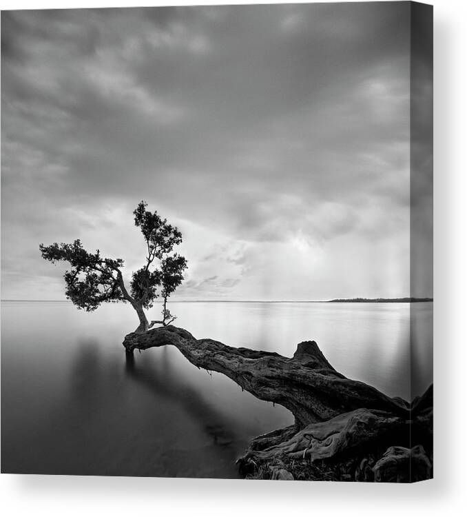 A Tree Growing Canvas Print featuring the photograph Water Tree by Moises Levy