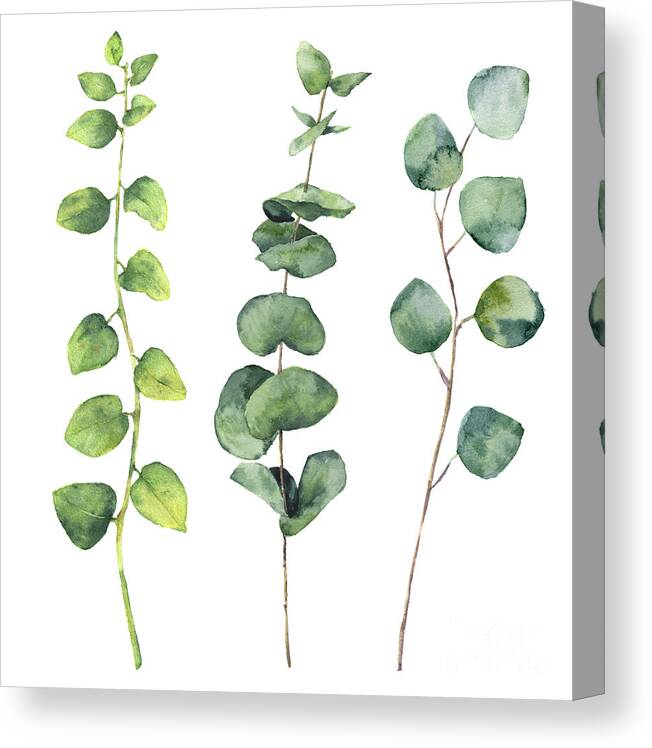 Watercolor Eucalyptus Round Leaves Canvas Print / Canvas Art by Yuliya  Derbisheva | Photos.com