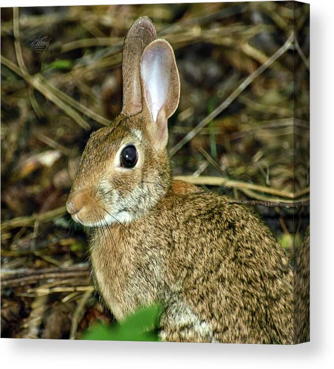 Wild Canvas Print featuring the photograph What's Up Doc by Michael Frank