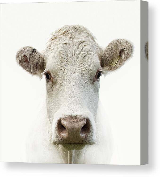 White Background Canvas Print featuring the photograph White Cow by Jojo1 Photography