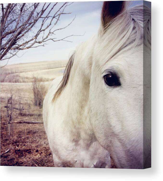 Horse Canvas Print featuring the photograph White Horse Close Up by Lori Andrews