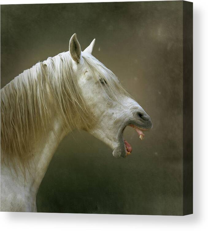 Horse Canvas Print featuring the photograph White Horse Yawning by Christiana Stawski
