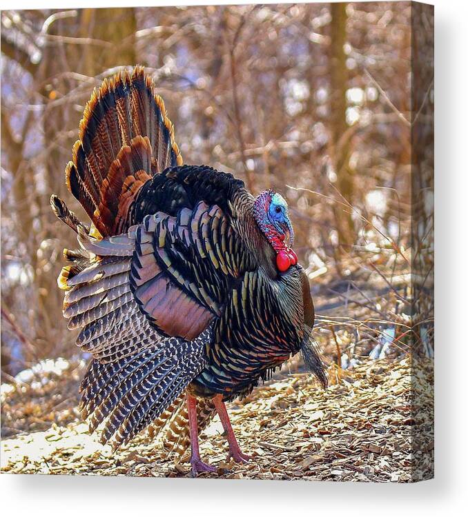 Colorful Canvas Print featuring the photograph Wild Turkey by Susan Rydberg
