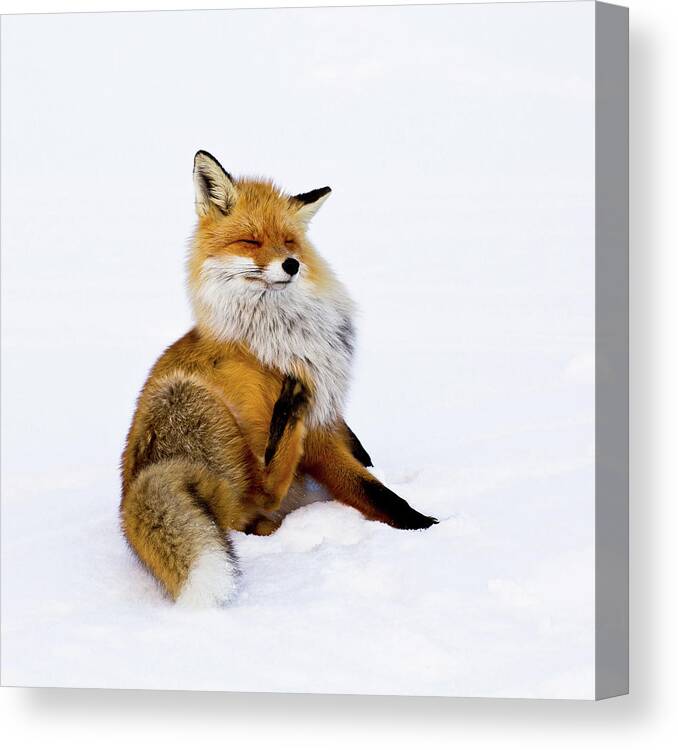 Fox Canvas Print featuring the photograph Winterfox by Pia Lindstrm