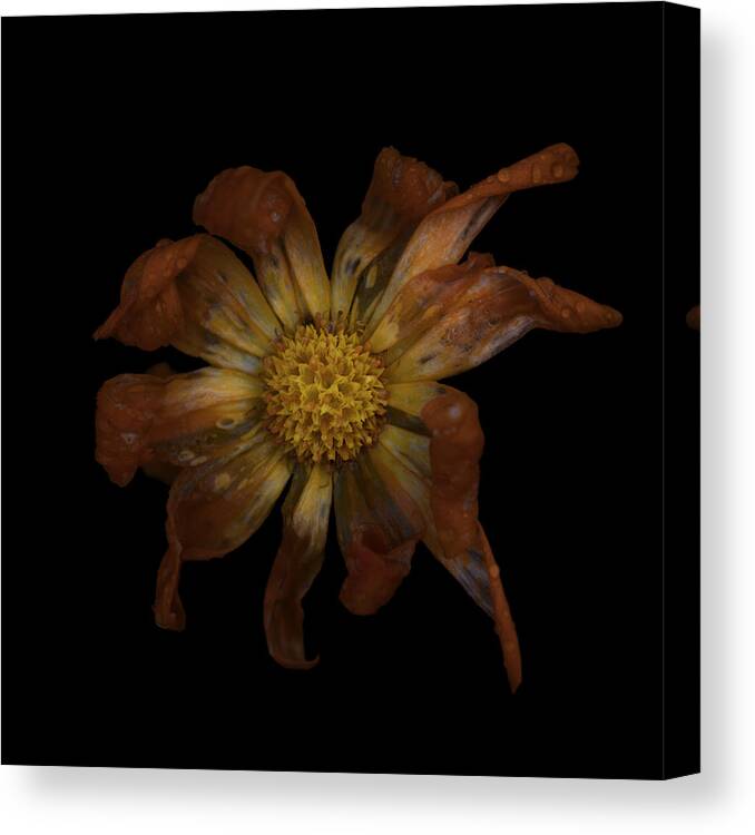 Macro Canvas Print featuring the photograph Withered Calendula by Lotte Grnkjr