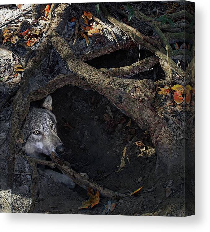 Wolf, Den, Grey, Gray, Timber, House, Hole, Animal, Wildlife, Nature, Fall,  Autumn, Home, Wolves Canvas Print / Canvas Art by Jeannee Gannuch - Pixels