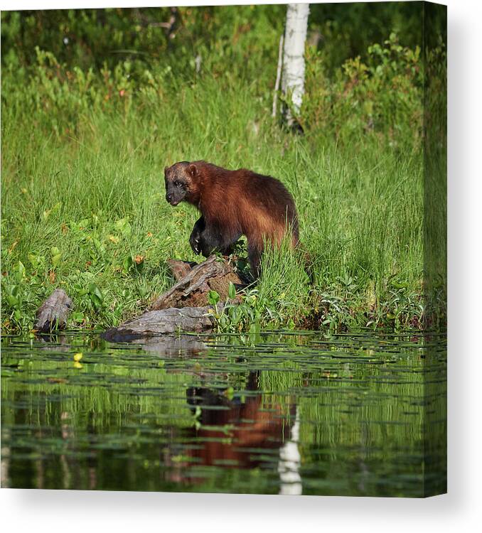 Erä-eero Canvas Print featuring the photograph Wolverine by the lake by Jouko Lehto