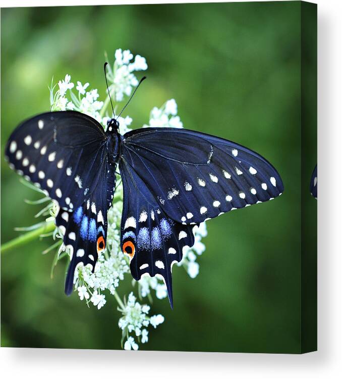 Swallowtail Butterfly Photography Canvas Print featuring the photograph Wonder by Michelle Wermuth