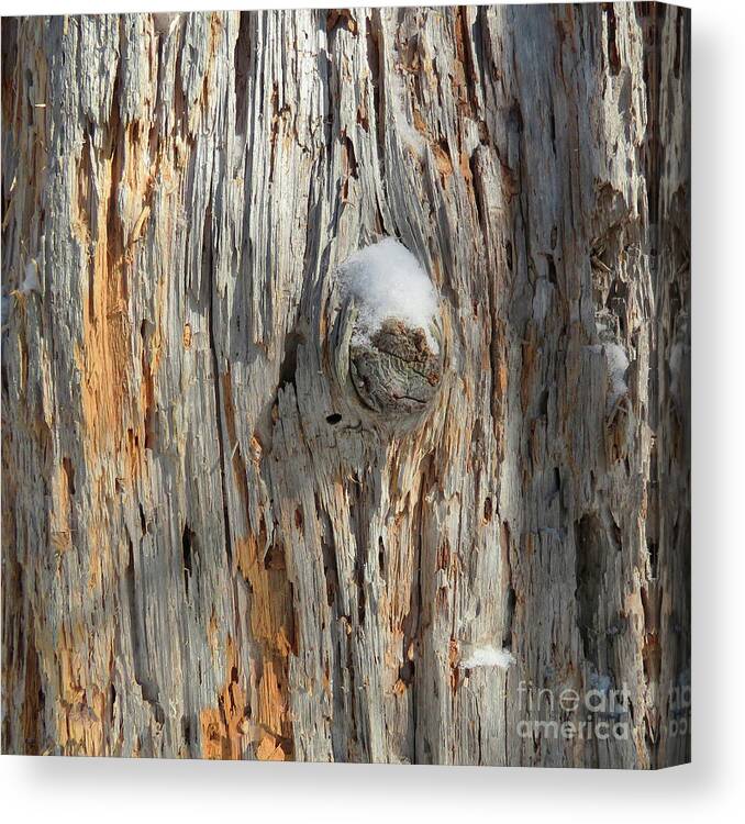 Photography Canvas Print featuring the photograph Woodland 111 by Amy E Fraser