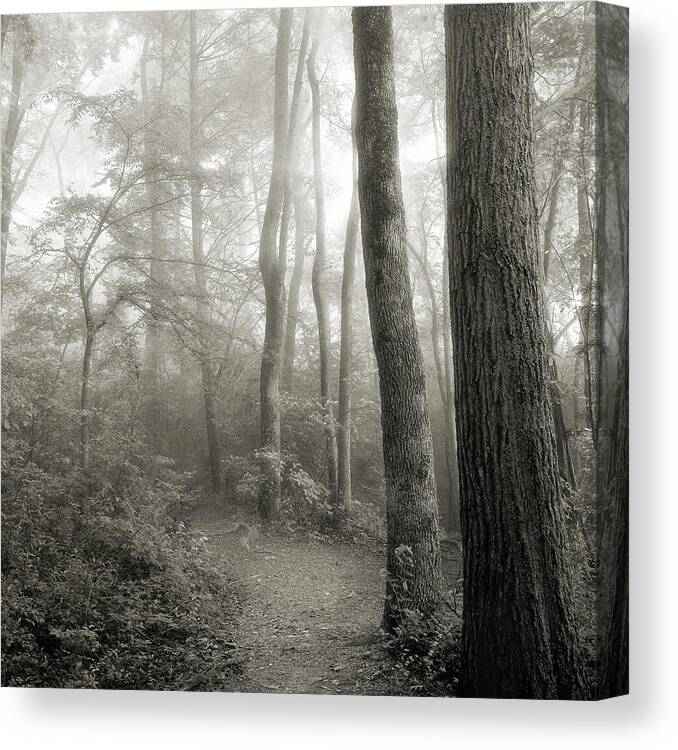 WOODS/WOODLAND FOREST PATH CANVAS PICTURE LARGE BLACK&WHITE 889 