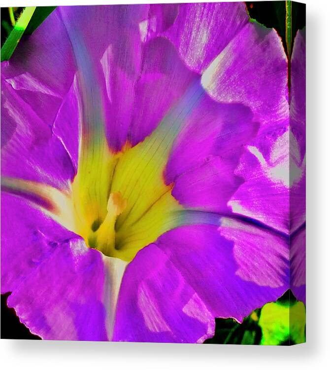 Yellow Canvas Print featuring the photograph Yellow Bursting Star Flower by Debra Grace Addison