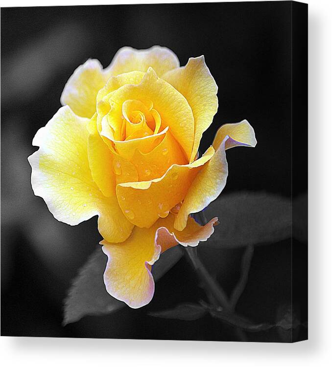Art Canvas Print featuring the photograph Yellow Rose II on Black by Joan Han