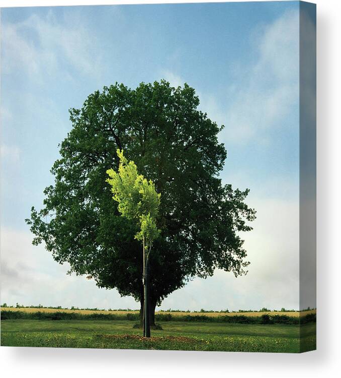 Scenics Canvas Print featuring the photograph Young And Old Oak Trees by Stanislas Merlin