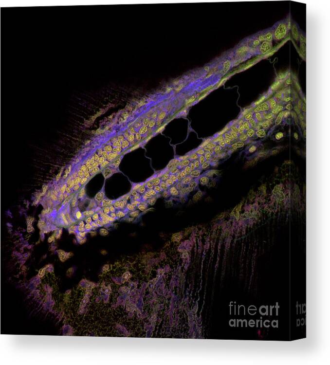 Notochord Canvas Print featuring the photograph Zebrafish Notochord by Stefanie Reichelt/science Photo Library