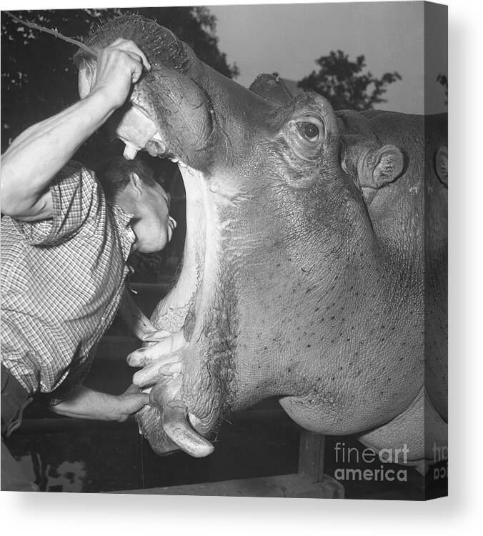 Hippopotamus Canvas Print featuring the photograph Zookeeper Examines Hippos Mouth by Bettmann