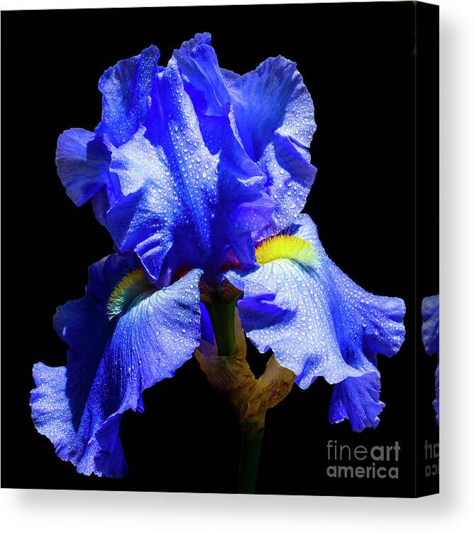 Blue Canvas Print featuring the photograph Beguiling #2 by Doug Norkum