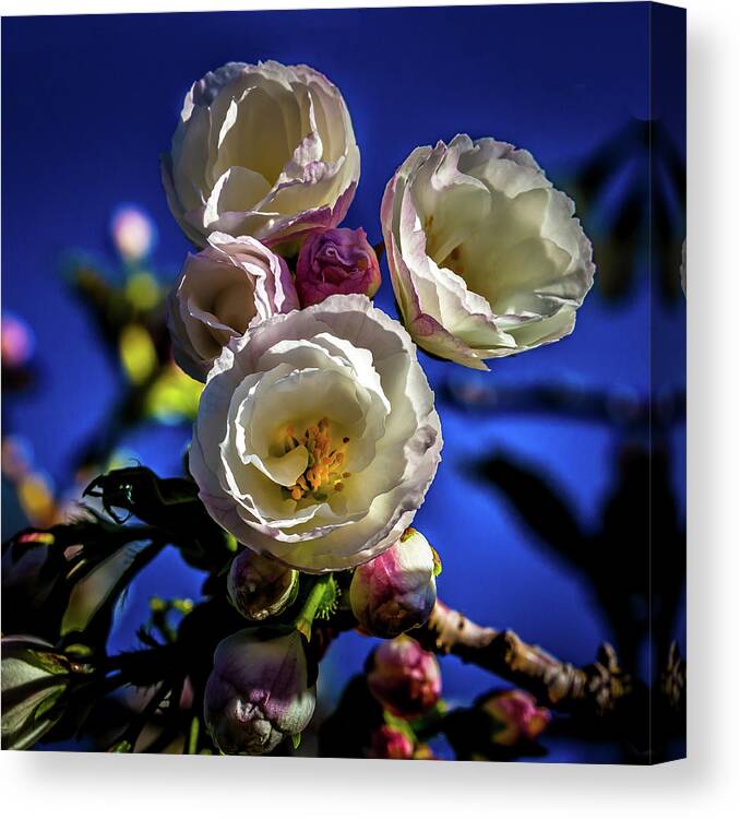 Cherry Tree Blossoms Canvas Print featuring the photograph Cherry Tree Blossoms #1 by David Patterson