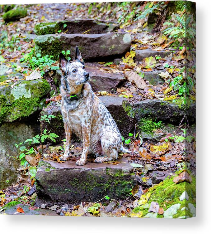 Jefferson National Forest Canvas Print featuring the photograph Copper #1 by Donna Twiford