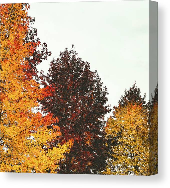 Trees Canvas Print featuring the photograph Fall by Anamar Pictures