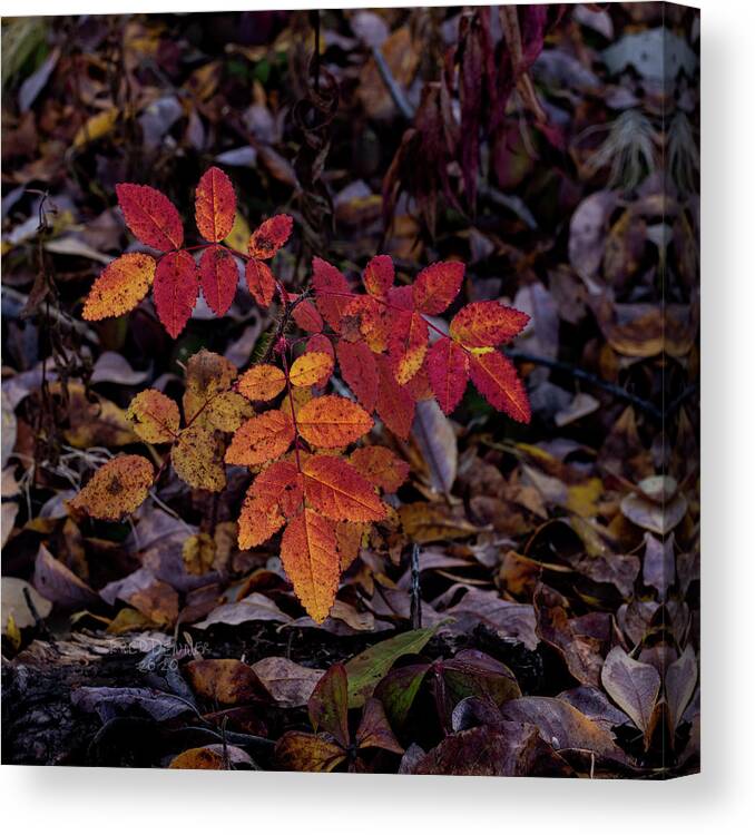 Alaska Canvas Print featuring the photograph Fall Colors #1 by Fred Denner