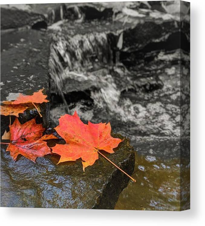  Canvas Print featuring the photograph Fall Leaves by Brad Nellis