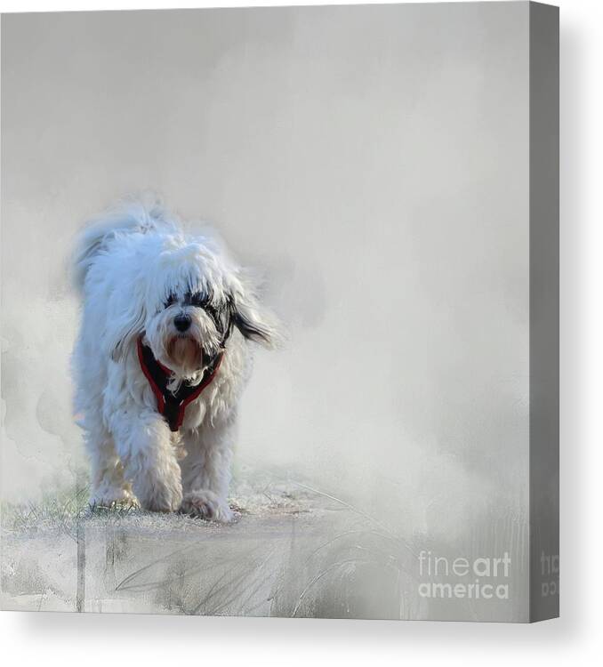 Dog Canvas Print featuring the photograph Frosty Morning #1 by Eva Lechner