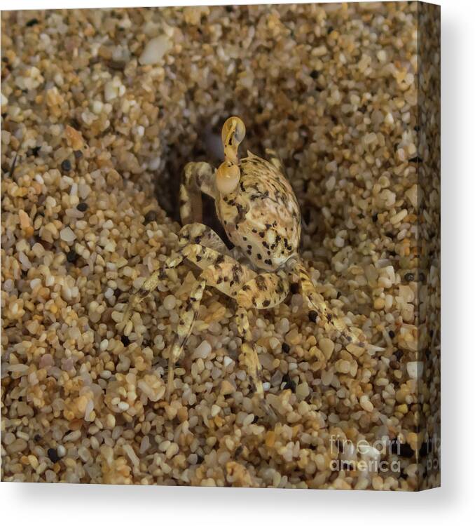 Hawaii Canvas Print featuring the photograph Ghost Crab at Home in Hole by Nancy Gleason