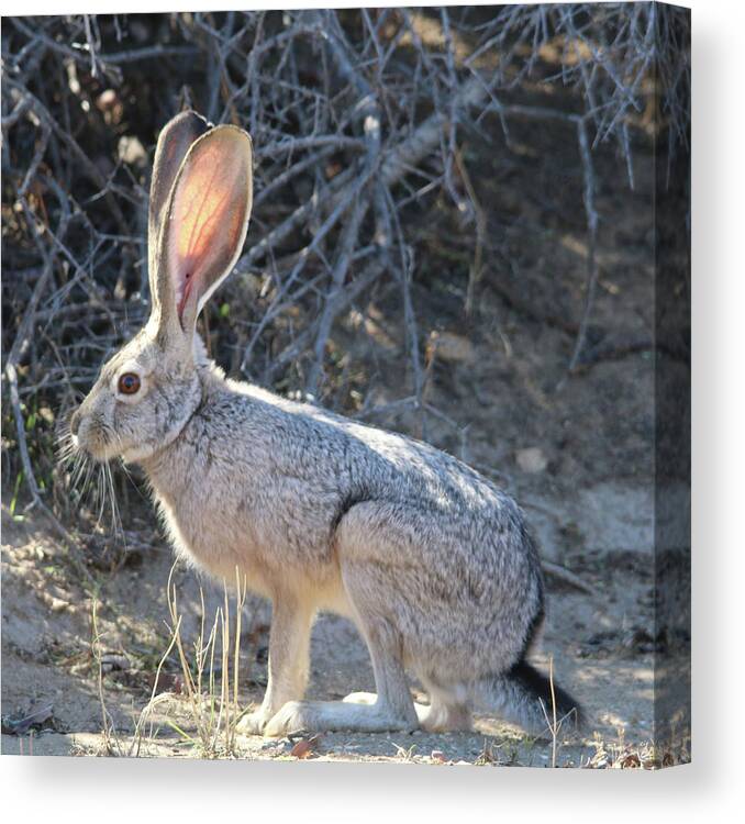 Jack Rabbit Canvas Print featuring the photograph Jack Rabbit #1 by Perry Hoffman