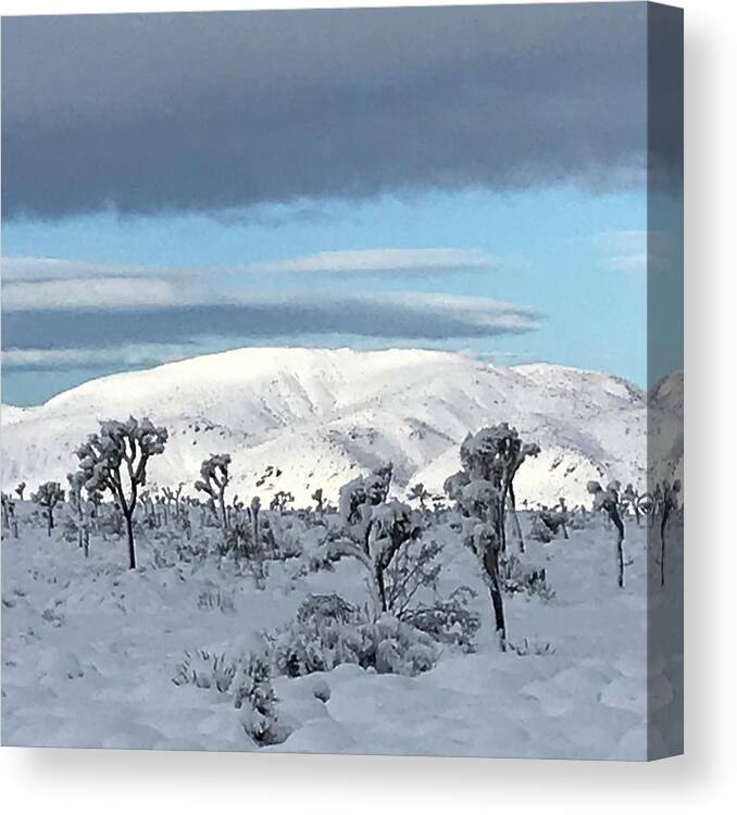 Joshua Tree Canvas Print featuring the photograph Joshua Tree in Snow #1 by Perry Hoffman