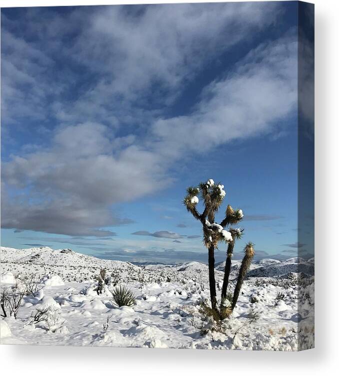 Joshua Tree Canvas Print featuring the photograph Joshua Tree in the Snow #2 by Perry Hoffman