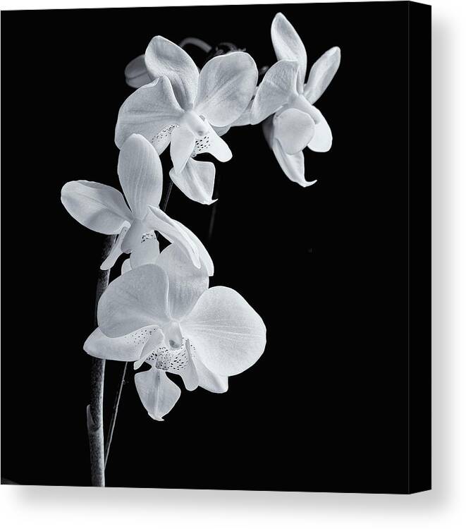 Orchids Canvas Print featuring the photograph Orchids Black and White #1 by Jeff Townsend