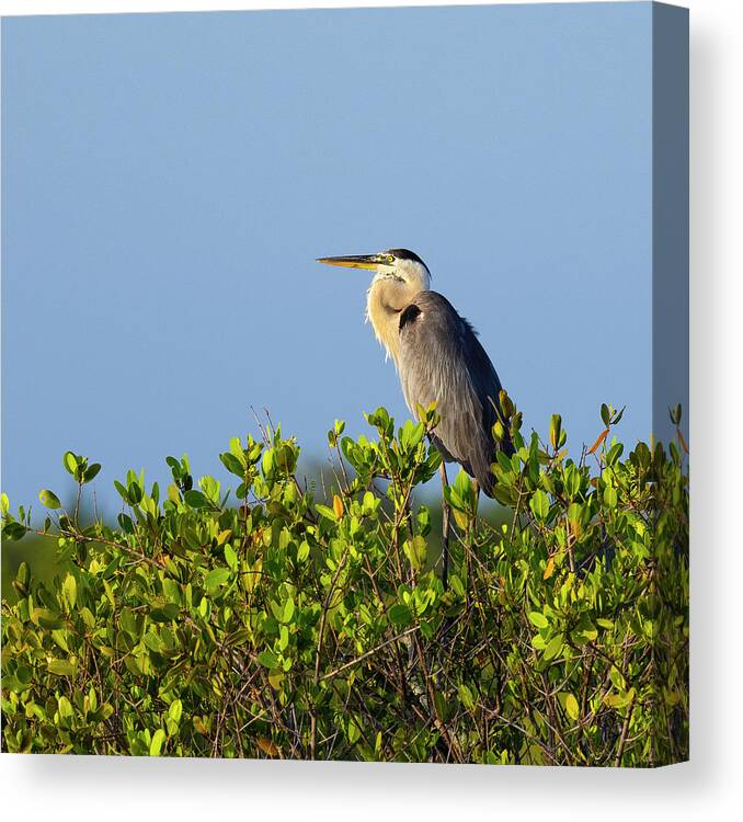R5-2618 Canvas Print featuring the photograph Perched by Gordon Elwell