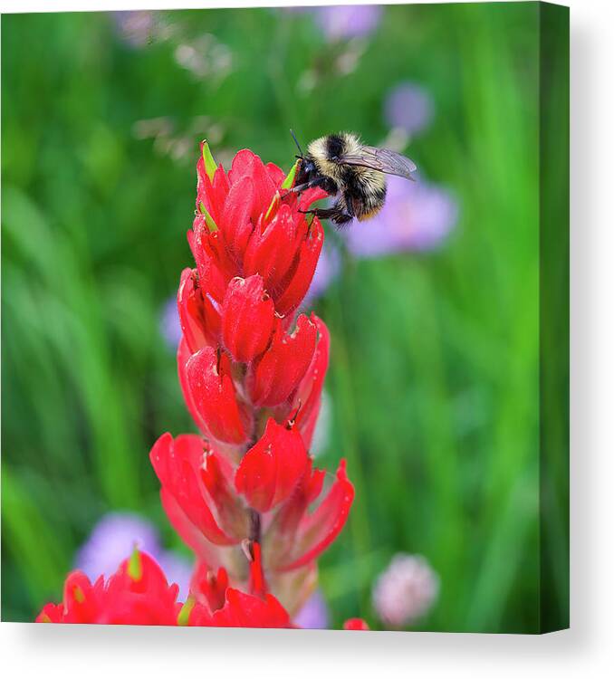 Red Flower and Bee by Christine Irsik