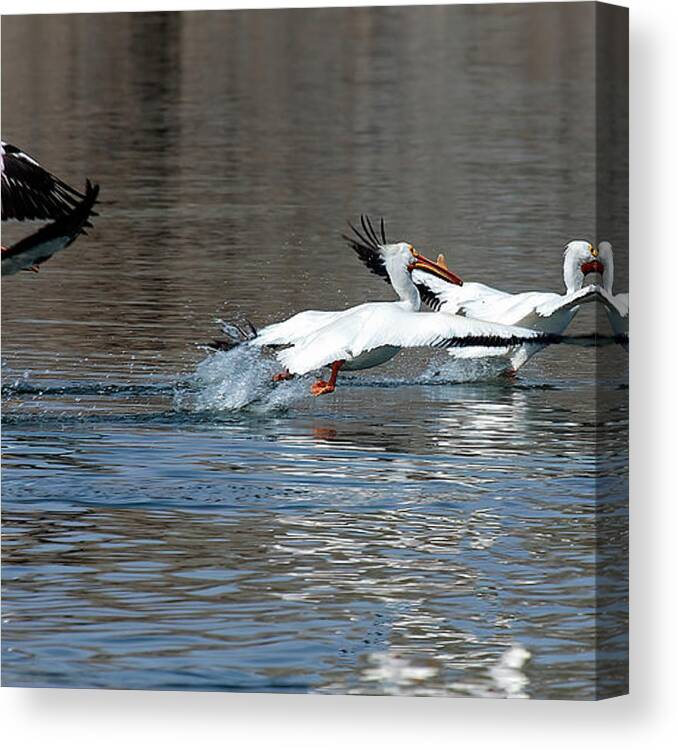 Pelican Canvas Print featuring the photograph Scatter #1 by Jim Garrison