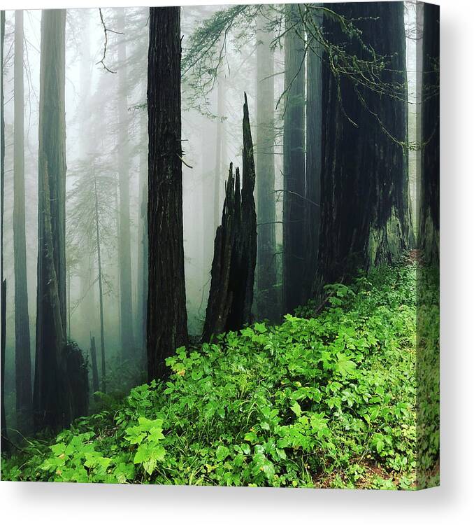Redwoods Canvas Print featuring the photograph Smoke from a Distant Fire #1 by Grey Coopre