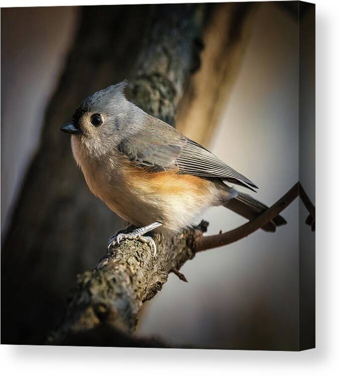 Tufted Titmouse Canvas Print featuring the photograph Tufted Titmouse #1 by Alexander Image