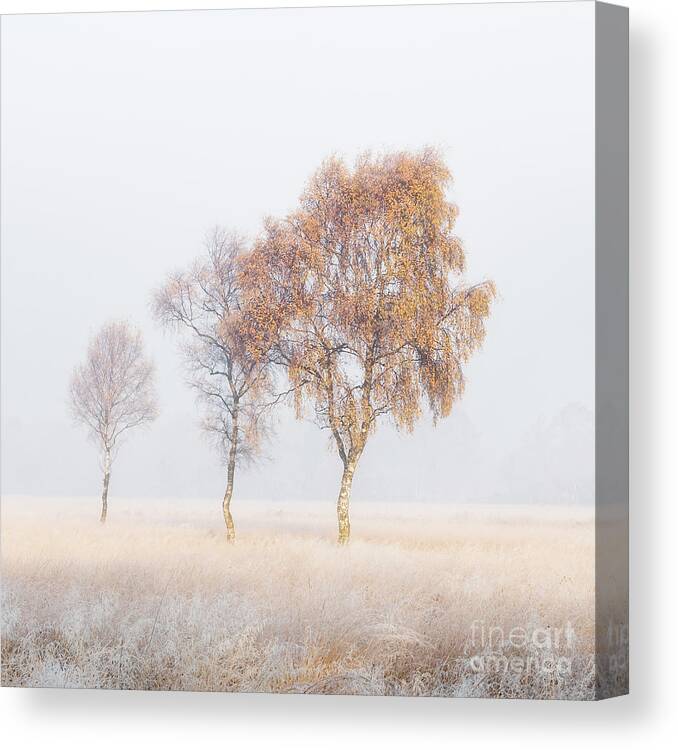 Birch Trees Canvas Print featuring the photograph Frosted Birches #2 by Janet Burdon