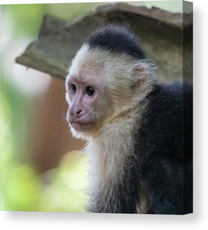 Monkey Canvas Print featuring the photograph White-faced Monkey #2 by Ken Stampfer